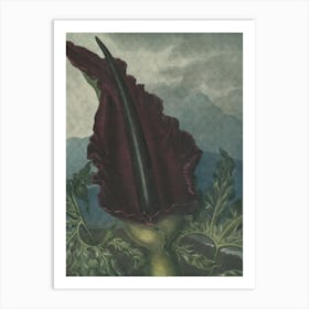 Calla Lily Art Print