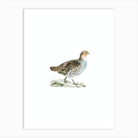 Vintage Grey Partridge Bird Illustration on Pure White n.0225 Art Print