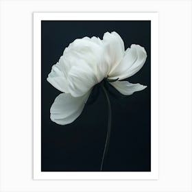 White Peony Flower Art Print