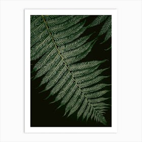 Botanical Vern Color Black And Green Art Print