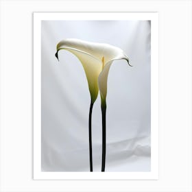 Calla Lily 7 Art Print