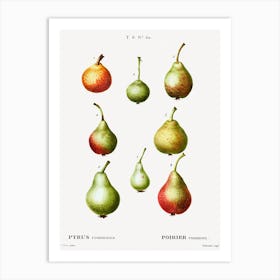 Pear, Pierre Joseph Redoute (2) 1 Art Print