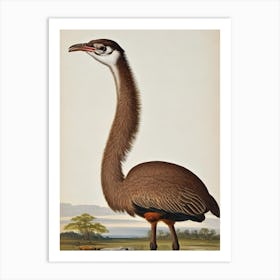 Ostrich James Audubon Vintage Style Bird Art Print