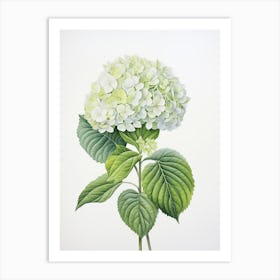 Hydrangeas Flower Vintage Botanical 0 Art Print