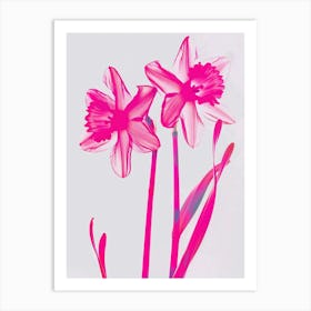 Hot Pink Daffodil Art Print