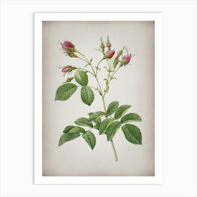 Vintage Evrat's Rose with Crimson Buds Botanical on Parchment n.0214 Art Print