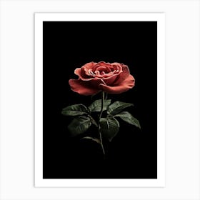 Single Rose On Black Background 29 Art Print