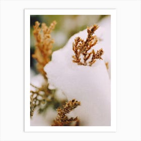 snow covered reeds Art Print