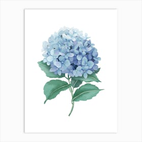 Hydrangea Art Print