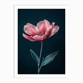 Pink Tulip Art Print