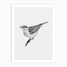 Dipper B&W Pencil Drawing 1 Bird Art Print