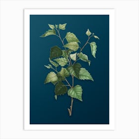 Vintage Silver Birch Botanical Art on Teal Blue n.0397 Art Print