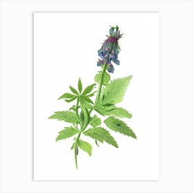 Hedge Nettle Wildflower Watercolour Art Print