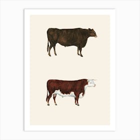 Two Cows Art Print