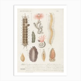 Different Types Of Marine Life, Charles Dessalines D' Orbigny 1 Art Print