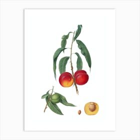 Vintage Walnut Peach Botanical Illustration on Pure White Art Print