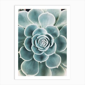 Blue Succulent Petals Art Print