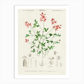 Indigofera Procumbens, Charles Dessalines D' Orbigny Art Print