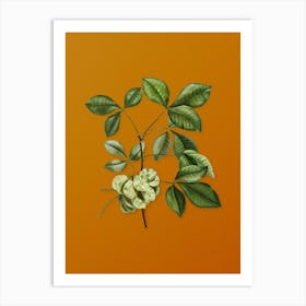 Vintage Common Hoptree Botanical on Sunset Orange n.0507 Art Print