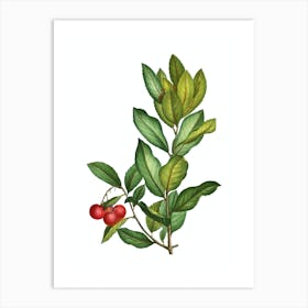 Vintage Strawberry Tree Branch Botanical Illustration on Pure White n.0486 Art Print