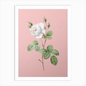 Vintage White Misty Rose Botanical on Soft Pink n.0154 Art Print