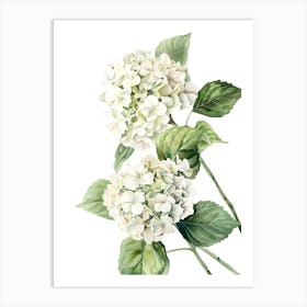 Watercolor Hydrangea Art Print