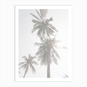 Light Washed Palms Art Print
