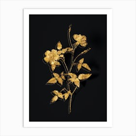 Vintage Indica Stelligera Rose Botanical in Gold on Black n.0018 Art Print