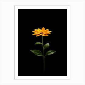 Single Yellow Flower Isolated On Black Art Print