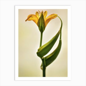 Yellow Lily Unfurling Art Print