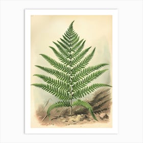 Vintage Illustration Marsh Fern 4 Art Print