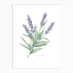 Lavender Herb Sprig - Botanical Wall Print Set | Floral Collection Art Print