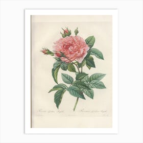 Rose Illustration, Pierre Joseph Redoute (3) Art Print