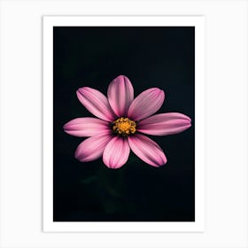 Pink Flower On Black Background 4 Art Print