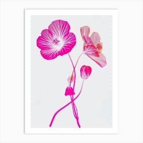 Hot Pink Nasturtium 3 Art Print