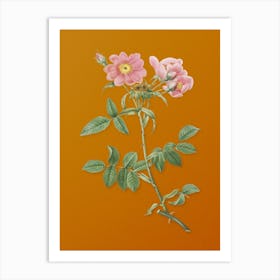 Vintage Lady Monson Rose Bloom Botanical on Sunset Orange n.0312 Art Print