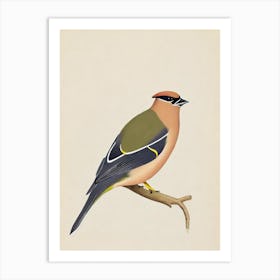 Cedar Waxwing Illustration Bird Art Print