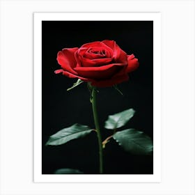 Red Rose 56 Art Print