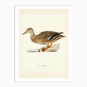 Mallard Female, The Von Wright Brothers Art Print