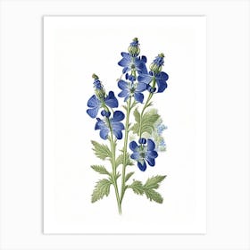 Speedwell Wildflower Vintage Botanical 2 Art Print