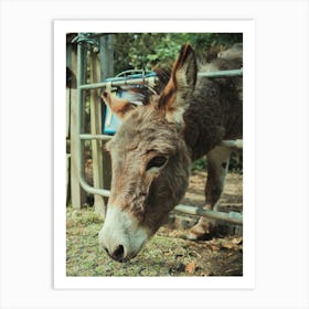 Donkey Art Print