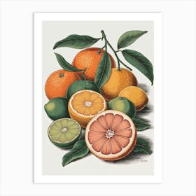 A Botanical Illustration Of Different Types of Citrus Fruits Art Print