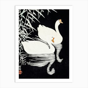 White Swans In Water, Vintage Art Print