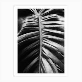 Black And White Leaf Art Print