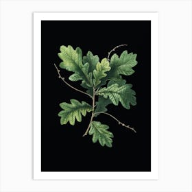 Vintage English Oak Botanical Illustration on Solid Black n.0125 Art Print