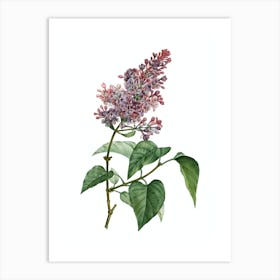 Vintage Common Pink Lilac Plant Botanical Illustration on Pure White n.0922 Art Print