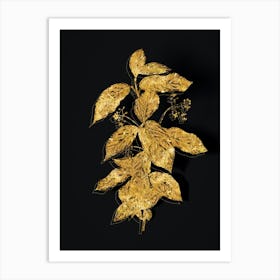 Vintage Broadleaf Spindle Botanical in Gold on Black n.0396 Art Print