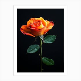 Orange Rose 4 Art Print