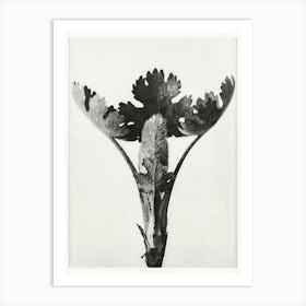 Five Seeded Plume Poppy (1928), Karl Blossfeldt Art Print