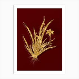 Vintage Fortnight Lily Botanical in Gold on Red Art Print